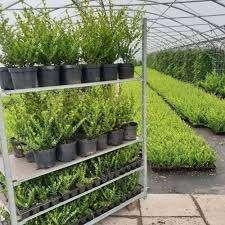 Ilex Crenata C2 20-30 CM, Tuin en Terras, Planten | Struiken en Hagen, Hulst, Minder dan 100 cm, Ophalen