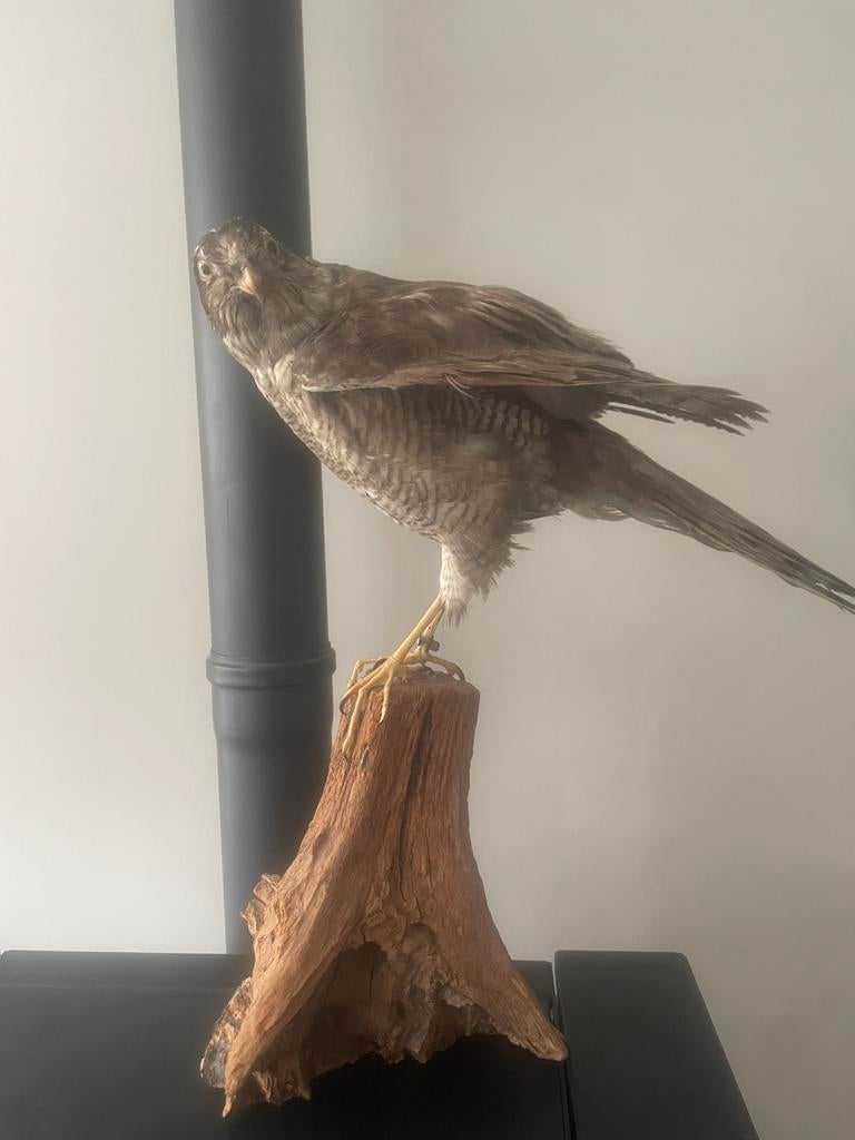 Opgezette sperwer, Verzamelen, Dierenverzamelingen, Opgezet dier, Vogel, Ophalen of Verzenden