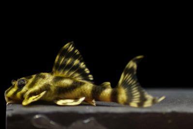 L-Nummers: L288 Peckoltia sp., Dieren en Toebehoren, Vissen | Aquariumvissen, Zoetwatervis, Vis