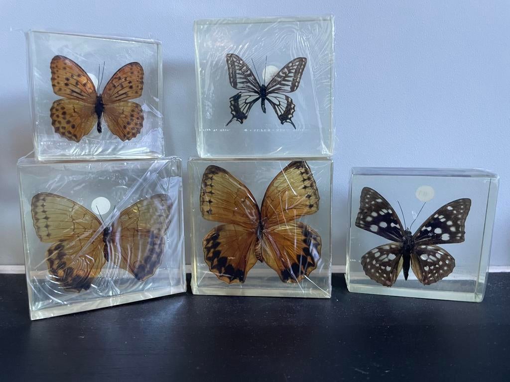 Vlinders in hars., Verzamelen, Dierenverzamelingen, Ophalen of Verzenden, Zo goed als nieuw, Insect, Opgezet dier