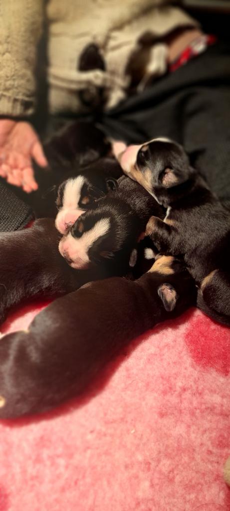 Verwacht grote Zwitserse sennen pups, Parvo, Meerdere dieren, Eén hond, Nederland