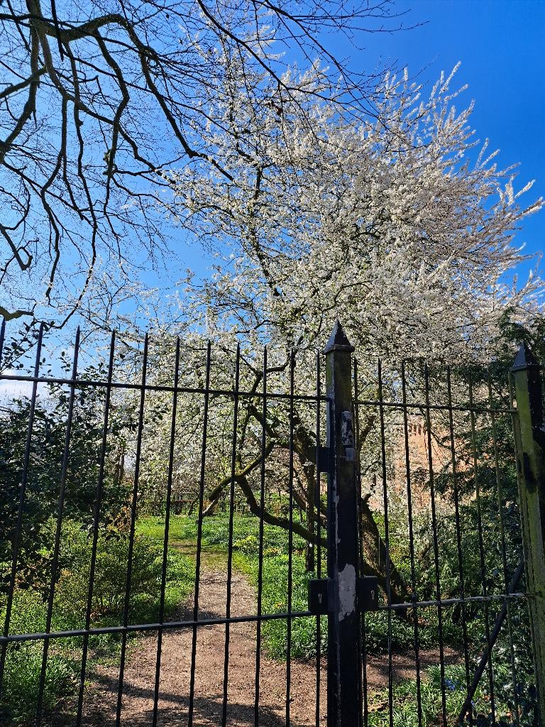 TE KOOP UITBOUW ZIJTENT EN EEN NIEUWE LUIFEL OMLOOPMAAT 5., Caravans en Kamperen, Ophalen, Nieuw, Overige merken