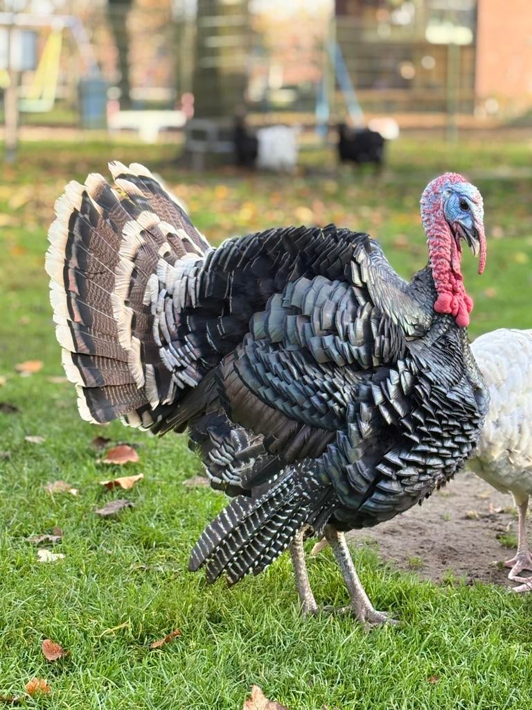 Broedeieren Amerikaanse Brons Kalkoen, Dieren en Toebehoren, Pluimvee, Kalkoen