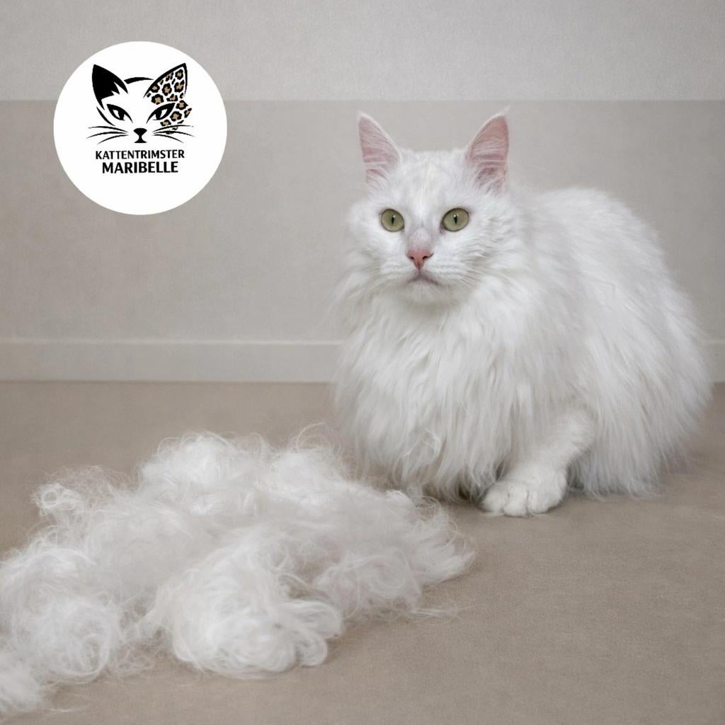 Kattentrimster Maribelle in Krimpen ad IJssel, Diensten en Vakmensen, Dieren | Katten | Verzorging, Oppas en Les, Trimmen of Verzorging