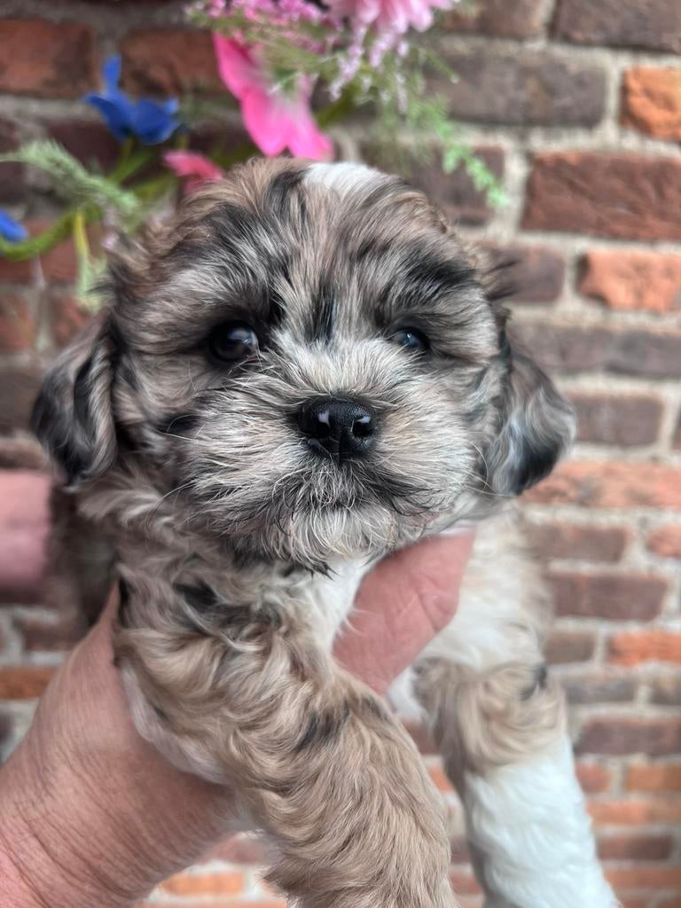 Maltipoo puppy’s te koop 🌸, Parvo, 8 tot 15 weken, Meerdere, Nederland
