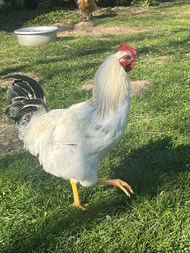 Hanen, kruising Sussex en Mechelse koekoek, Ophalen of Verzenden, Kippenhok of Kippenren