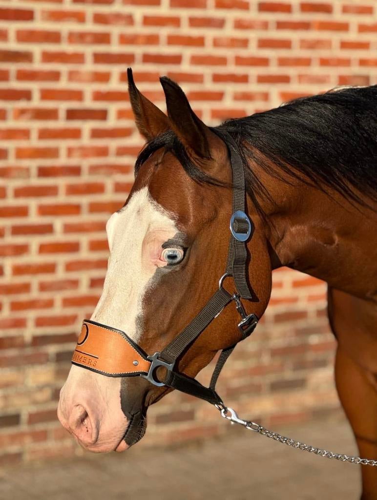 Bijna 5j aqha / apha ruin, Ruin, Minder dan 160 cm, 3 tot 6 jaar