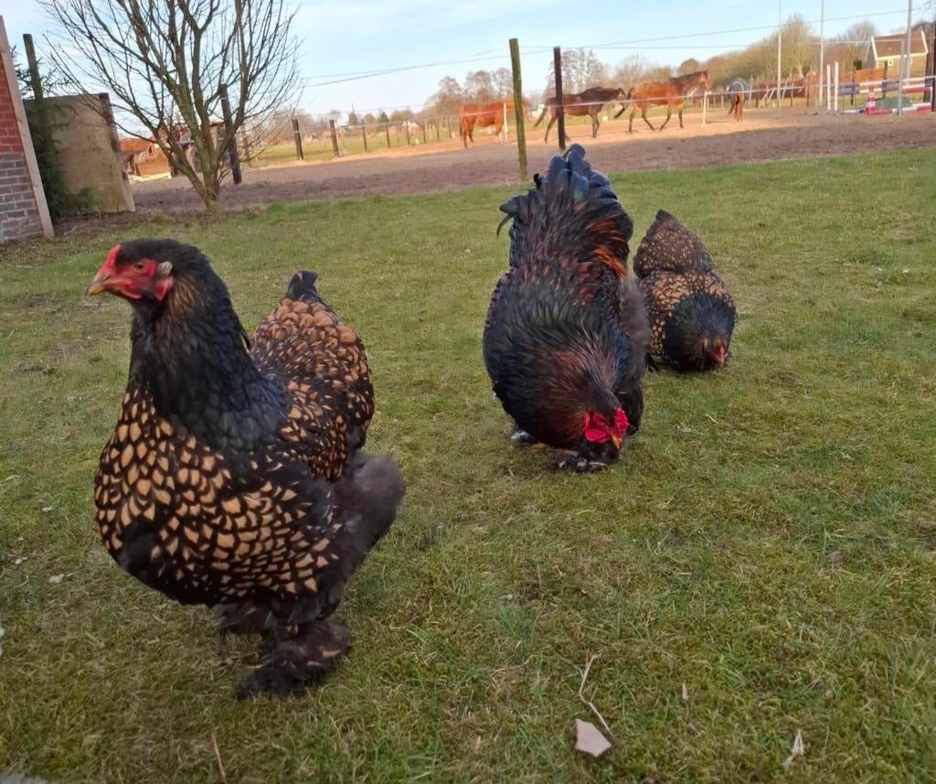 Brahma broedeieren goud zwart, Dieren en Toebehoren, Pluimvee, Geslacht onbekend, Kip