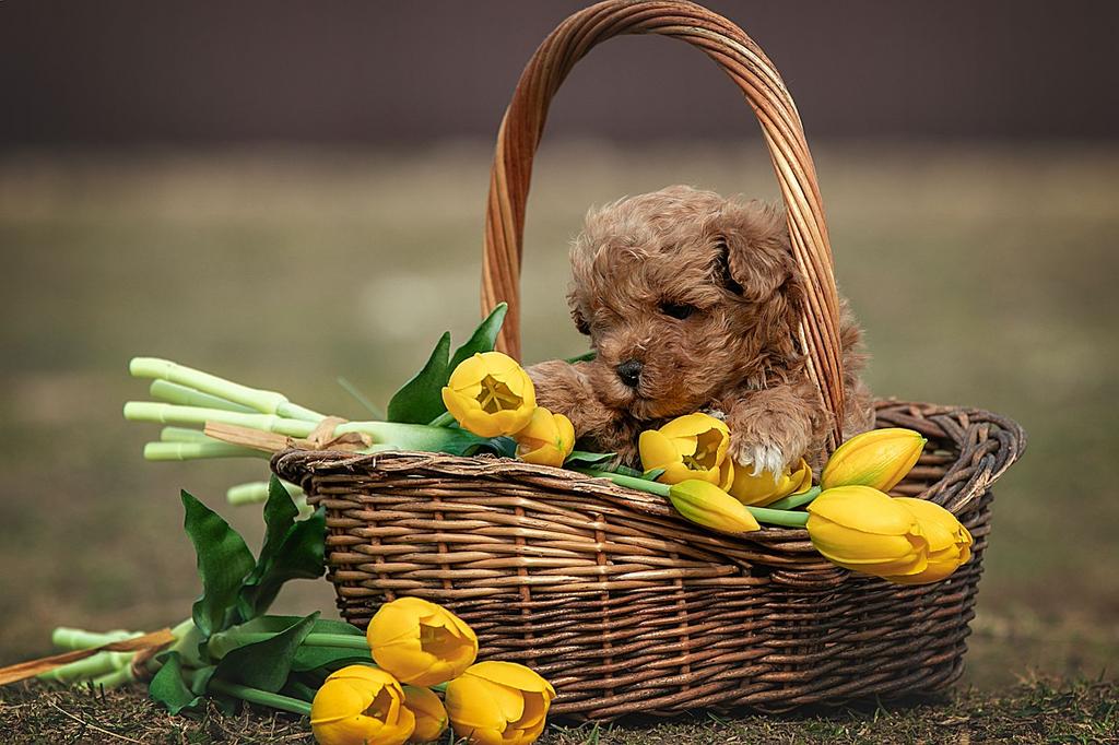 Maltipoo Teefje (Red) - Kristina - Lief en Extra klein, Dieren en Toebehoren, Honden | Niet-rashonden, 8 tot 15 weken, Buitenland