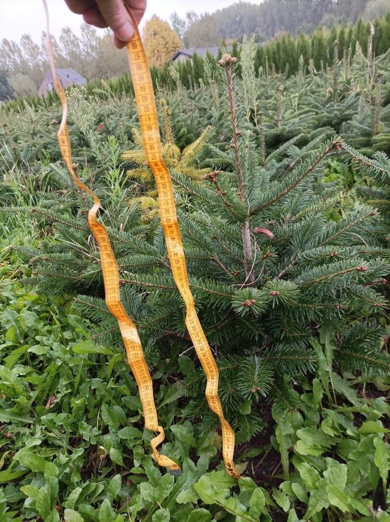 coniferen, Tuin en Terras, Planten | Struiken en Hagen, Ophalen, Conifeer, Haag, 100 tot 250 cm