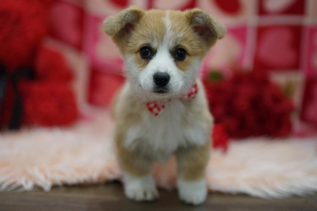 Prachtige en gezonde Welsh Corgi Pembroke puppy’s, Dieren en Toebehoren, Honden | Herdershonden en Veedrijvers, Overige rassen