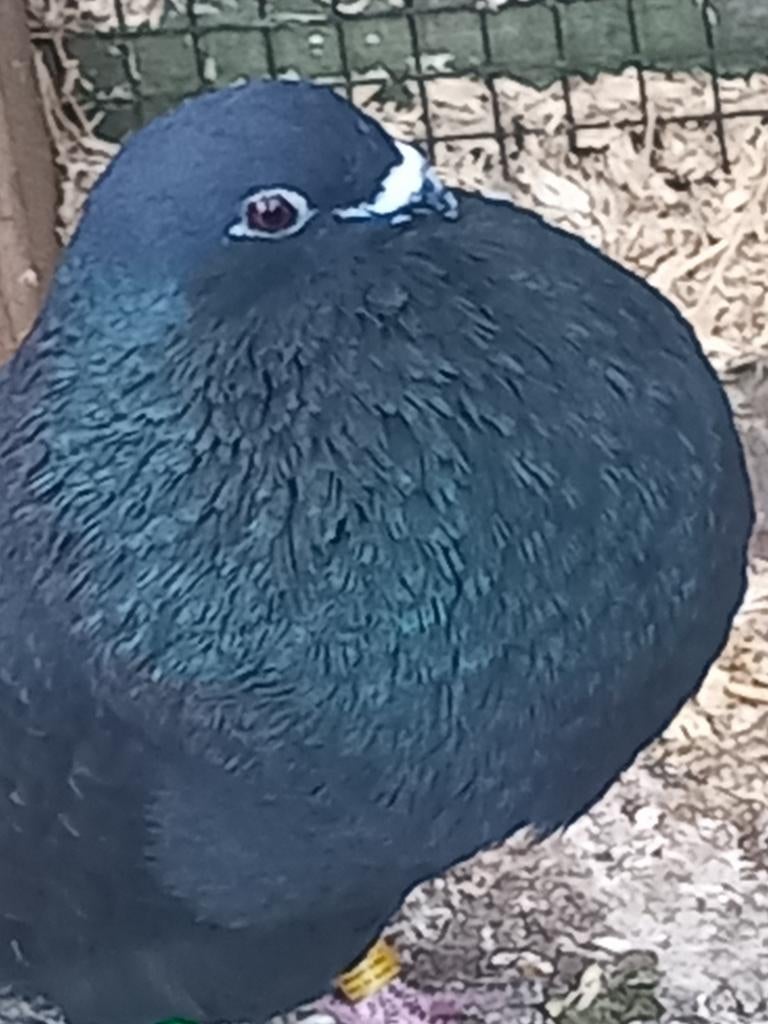 Kropper Haagse til doffer zwart, Dieren en Toebehoren, Mannelijk