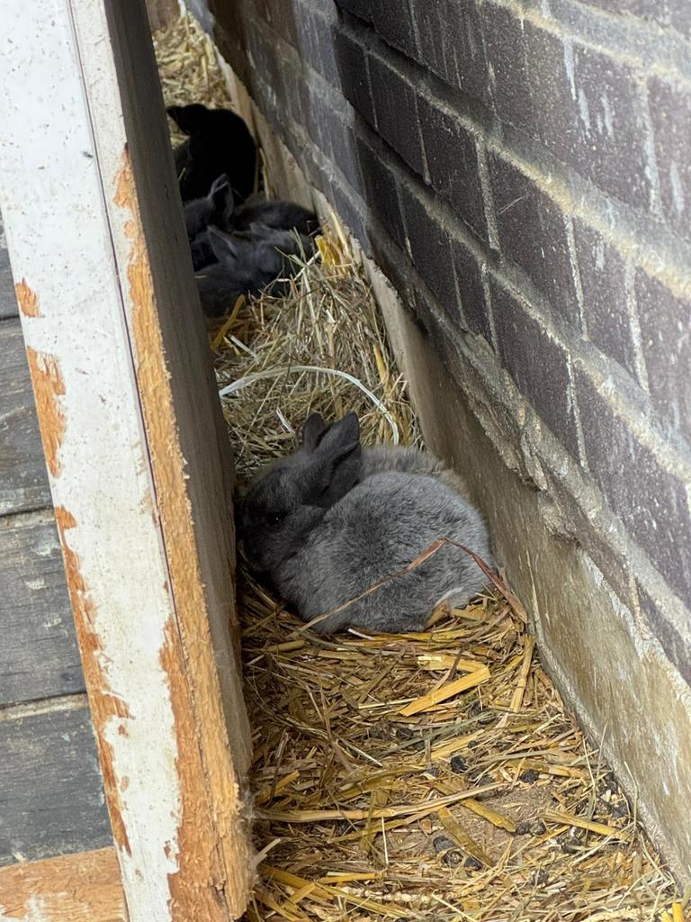 Konijntjes, Dieren en Toebehoren, Konijnen, Geslacht onbekend, Middelgroot, 0 tot 2 jaar