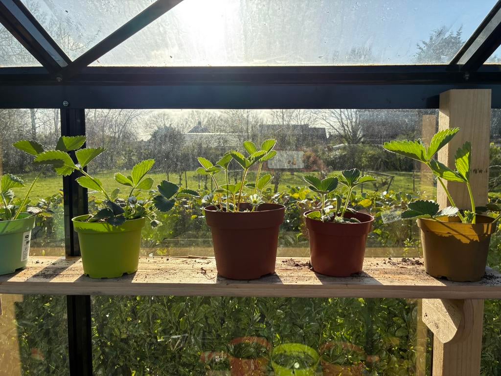 Aardbeien plantjes, Tuin en Terras, Ophalen, Volle zon