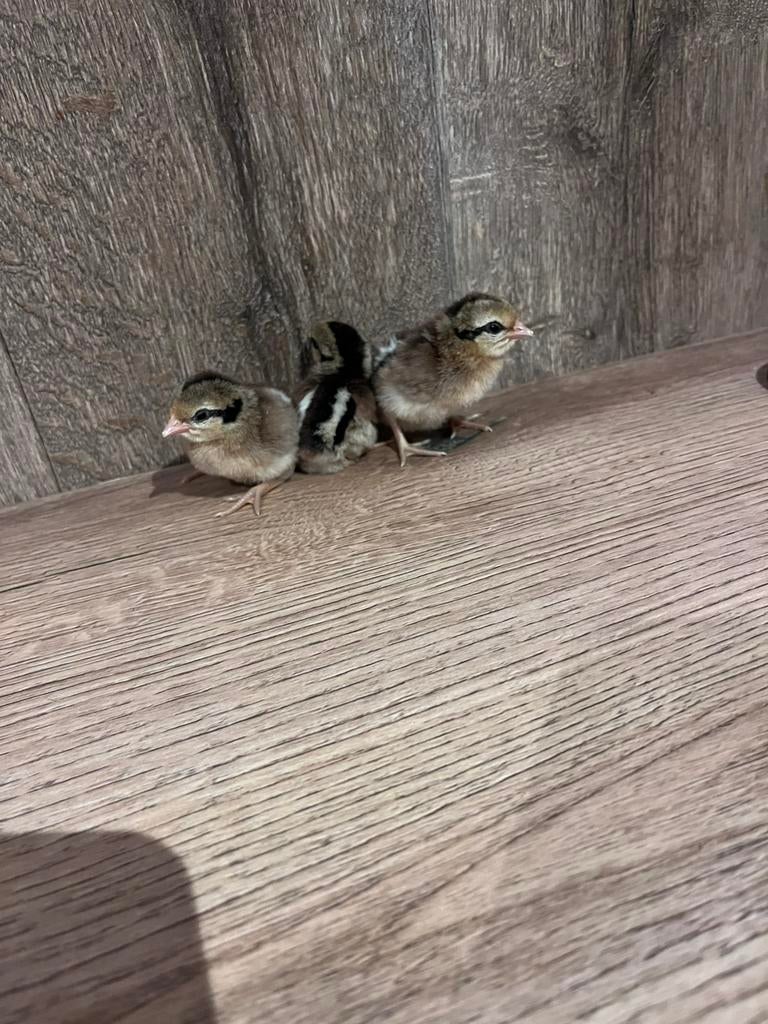 Friese hoen kuikens, Dieren en Toebehoren, Pluimvee, Geslacht onbekend, Kip