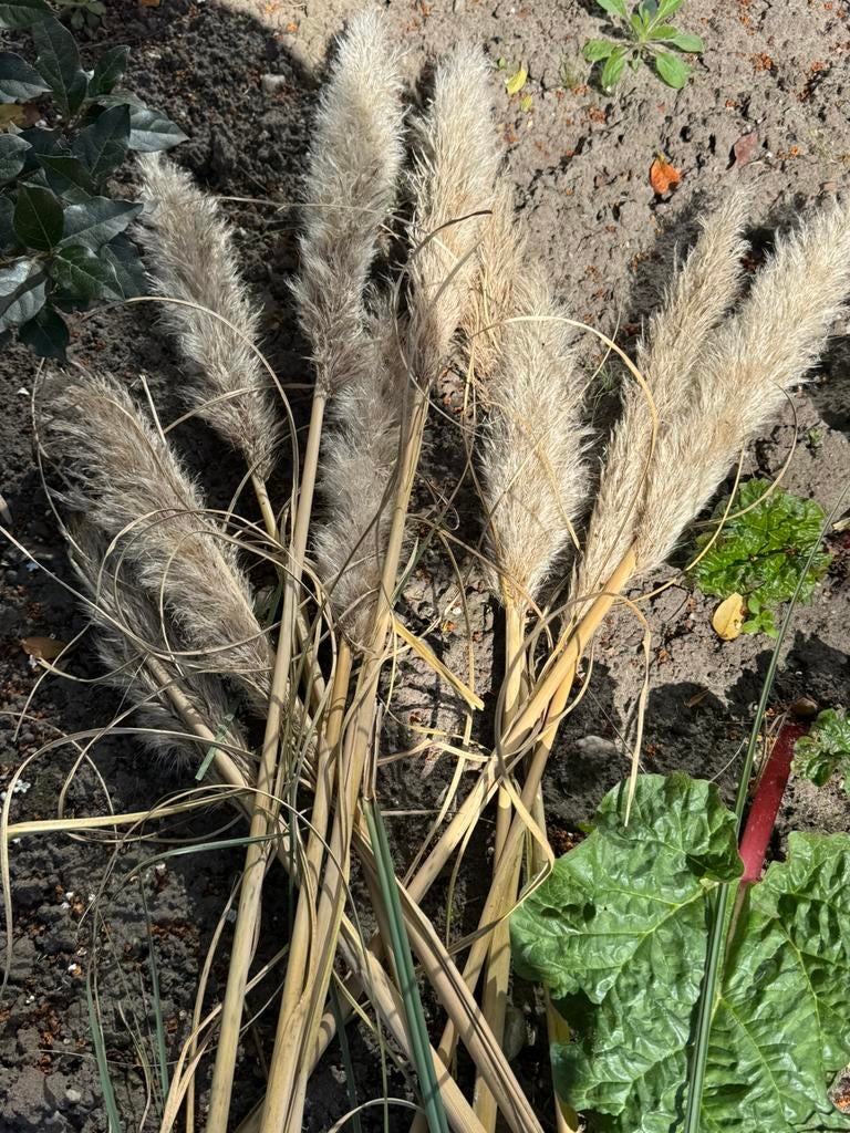 Gras pluimen, Tuin en Terras, Ophalen of Verzenden, Overige soorten, Volle zon