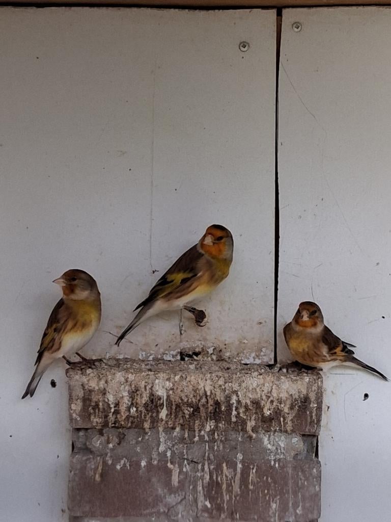 Bastaard mannen, Dieren en Toebehoren, Mannelijk, Wildzangvogel, Geringd
