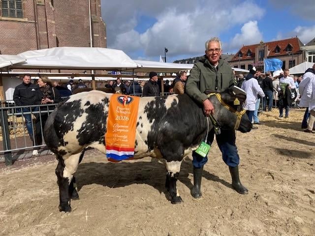 te koop BWB dikbil kampioen paasvee Schagen, Dieren en Toebehoren, Mannelijk, 0 tot 2 jaar
