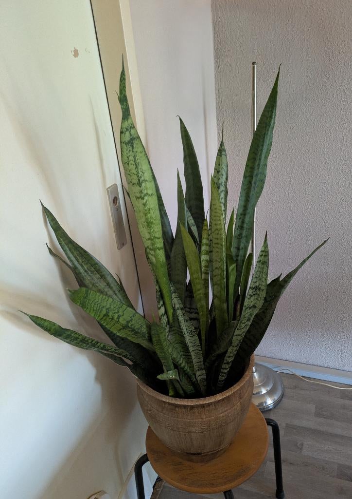 Plant, Ophalen, Overige soorten, Halfschaduw, In pot