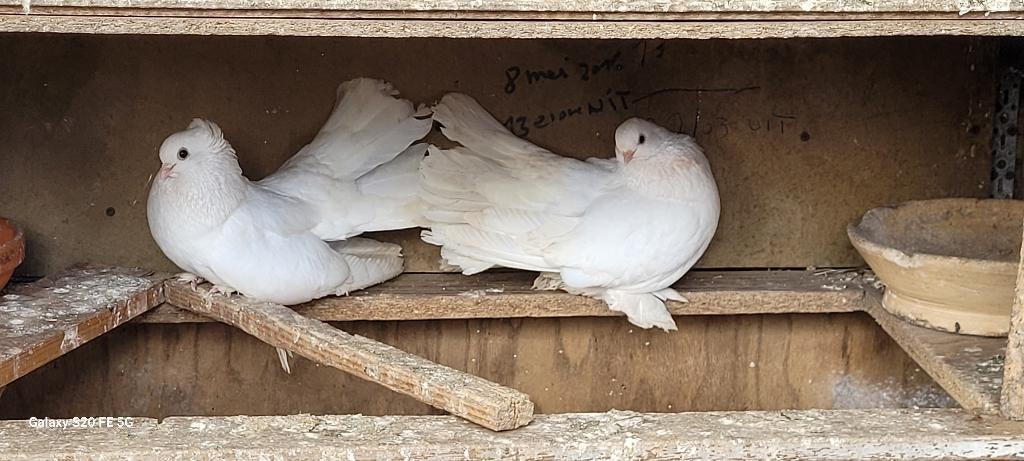 Duiven, Dieren en Toebehoren, Meerdere dieren, Overige soorten