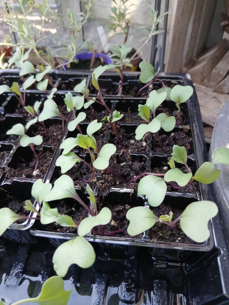 Rode Kool plantjes, Ophalen, Eenjarig, Groenteplanten, Volle zon