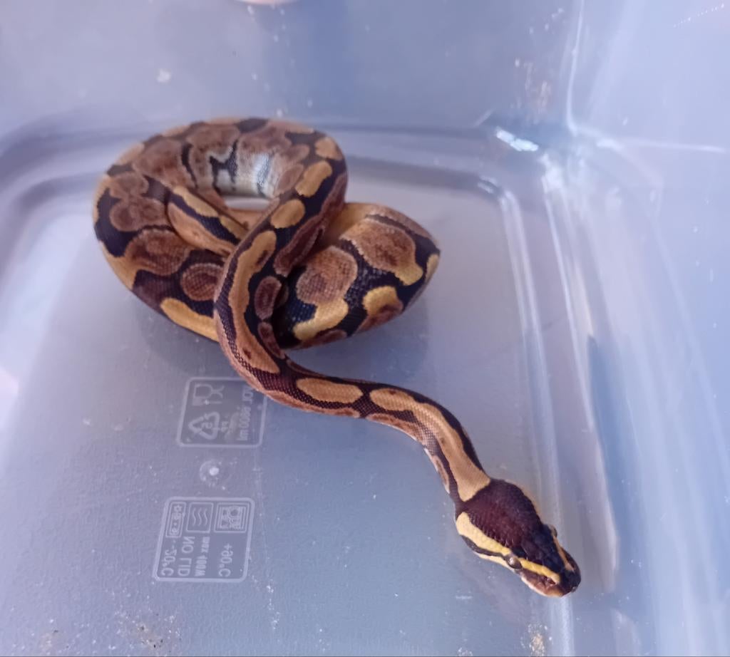 Koningspython/ballpython nk25 Ball Python - unknown for sale from Jacco