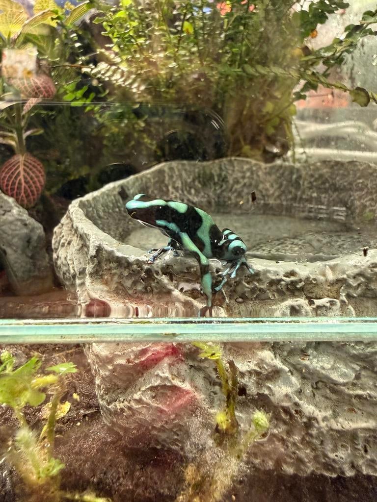 Dendrobates Auratus Costa Rica Frog - unknown for sale from Aquariumspeciaalzaak Schreijer