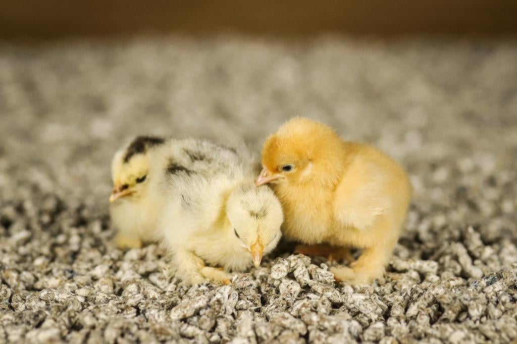 Cochin kriel kippenkuikens | Gesekst en Ingeënt, Vrouwelijk, Kip