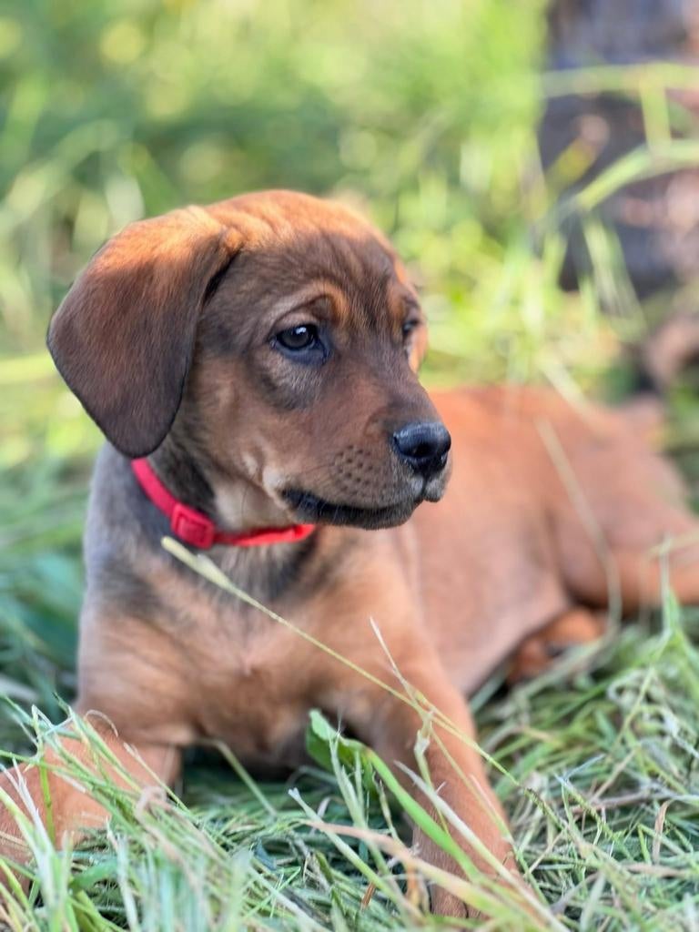 Daisy verblijft in Cyprus, Dieren en Toebehoren, Honden | Niet-rashonden, 15 weken tot 1 jaar, Handelaar, Buitenland, Teef