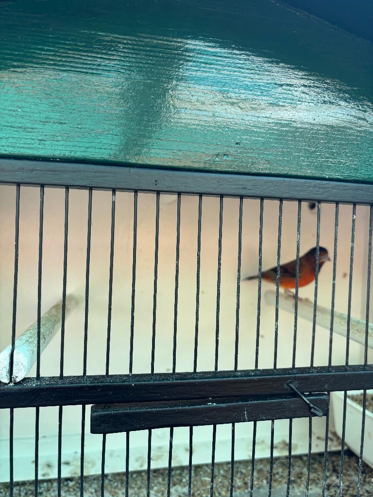 F1 Kapoetsensijs Bastaard man, Mannelijk, Wildzangvogel, Geringd