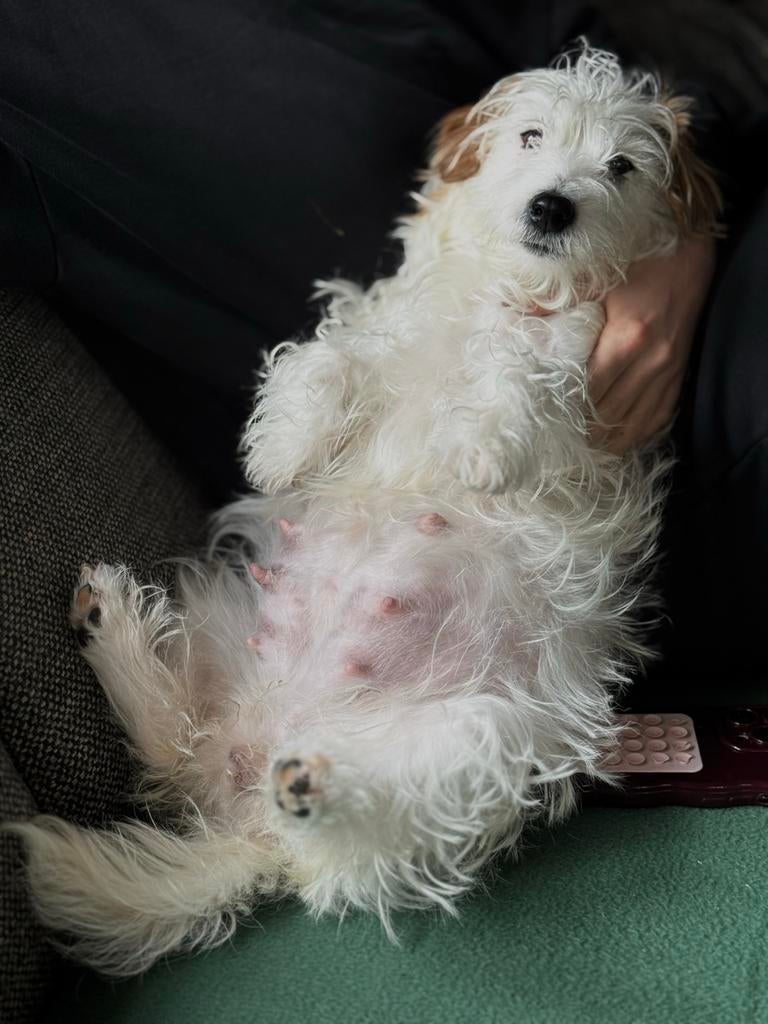 Jackapoo pups, 8 tot 15 weken, Parvo, Meerdere, Meerdere dieren