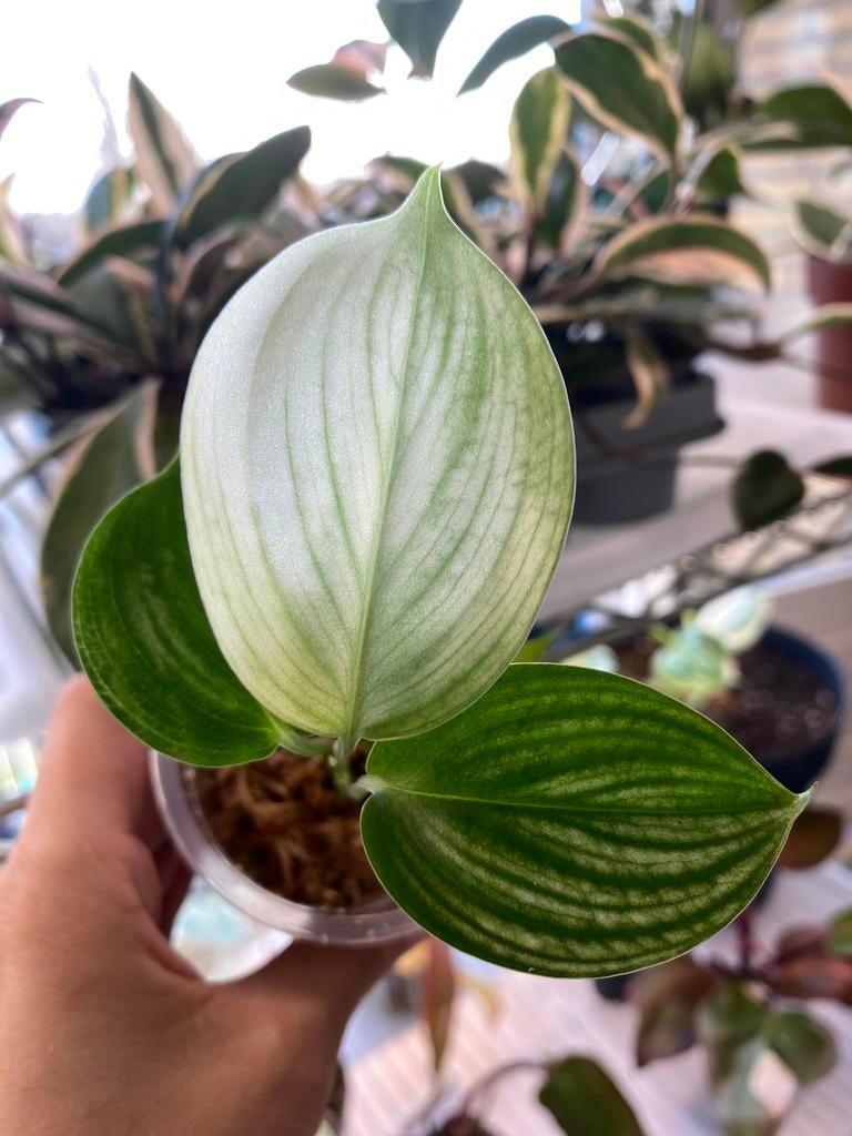 Scindapsus White Monster, Ophalen of Verzenden, Halfschaduw, Minder dan 100 cm