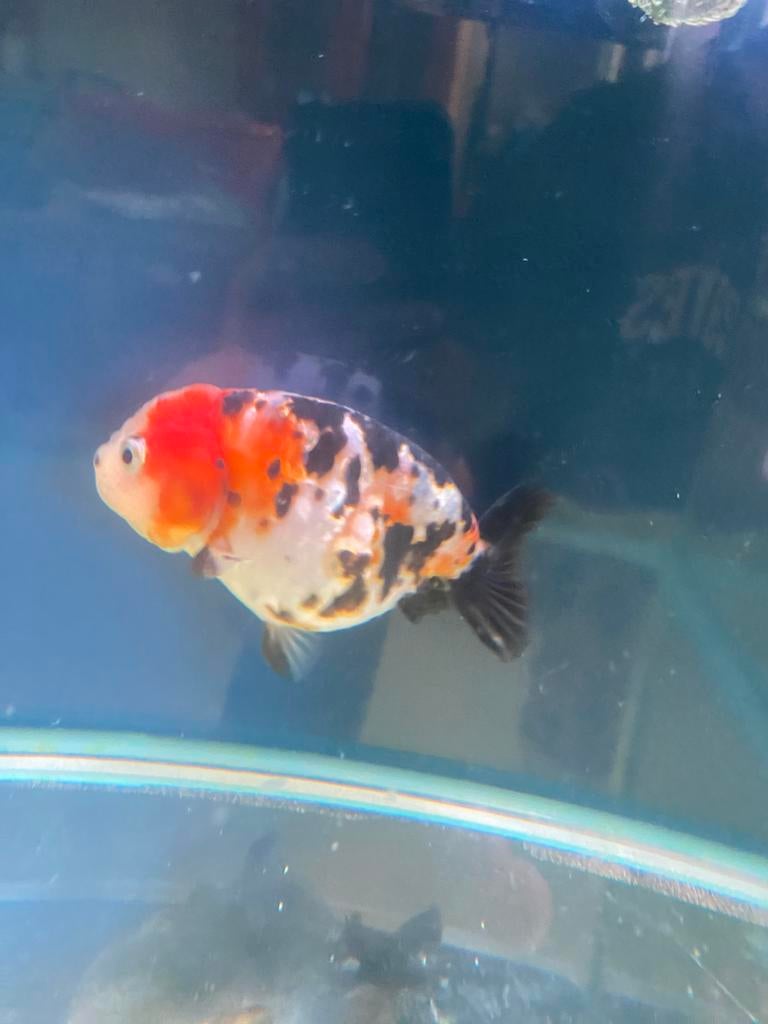 Ranchu goudvis, Dieren en Toebehoren, Vis, Zoetwatervis