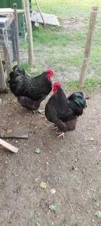 Gezocht Orpington groot zwart haantje, Dieren en Toebehoren, Pluimvee, Mannelijk, Kip