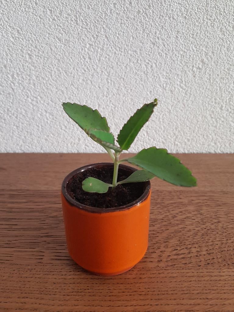 Kalanchoe daigremontiana, Mother of Thousands kamerplant, Huis en Inrichting, Kamerplanten, Verzenden, Halfschaduw, Minder dan 100 cm