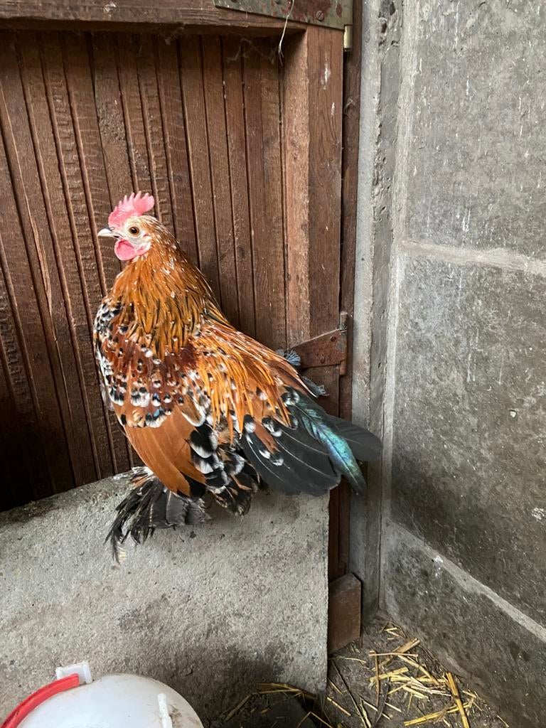 Broedeieren sabelpoot porselein, Dieren en Toebehoren, Geslacht onbekend, Kip