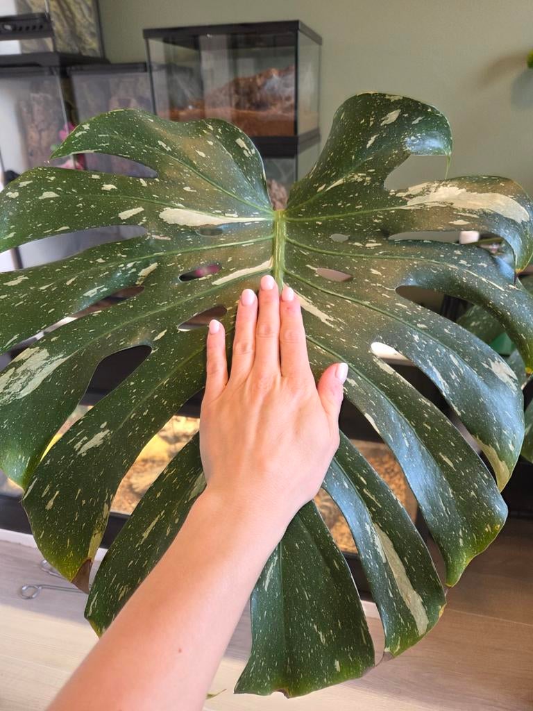 Monstera thai constellation stek met 2 flinke bladeren, Huis en Inrichting, Kamerplanten, Ophalen of Verzenden, Halfschaduw, Minder dan 100 cm