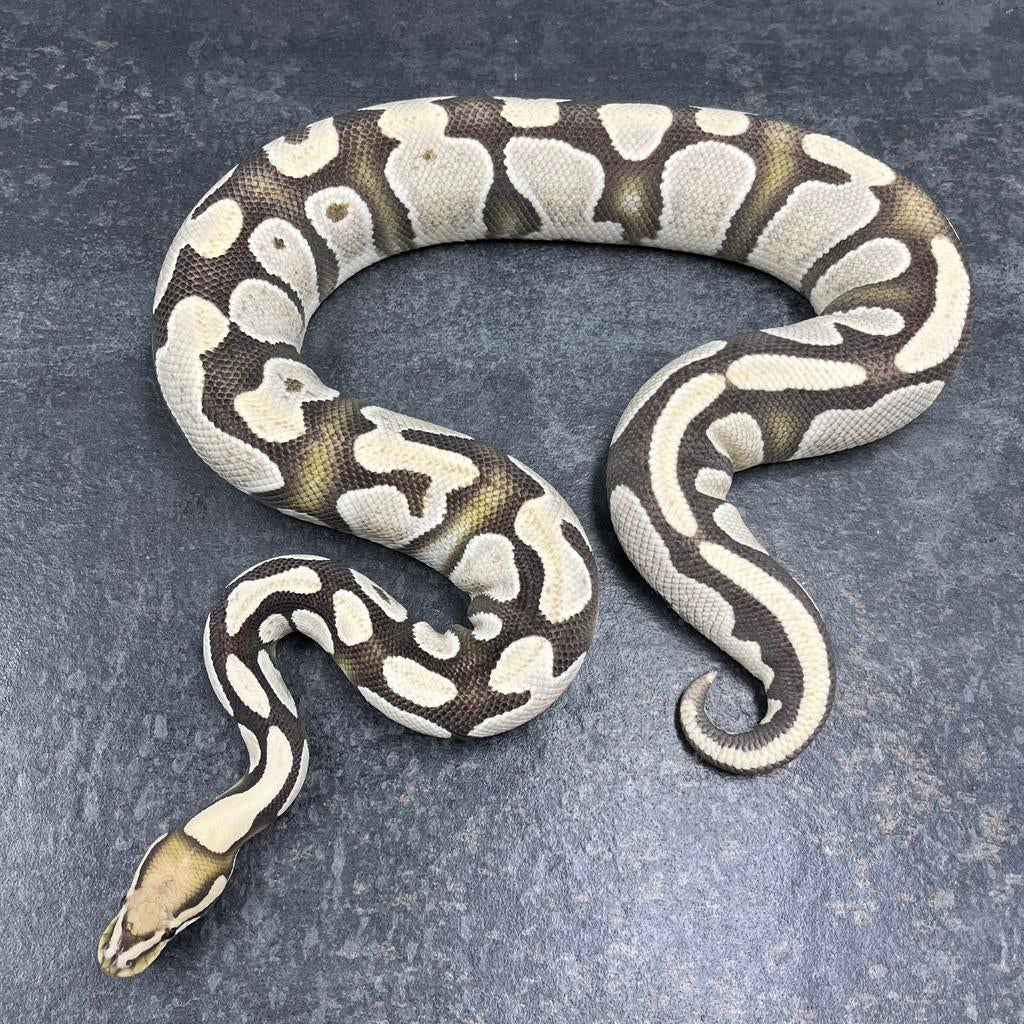 0.1 OD Desert Ghost 100% het Amur, Ball Python Ball Python - female for sale from Tom