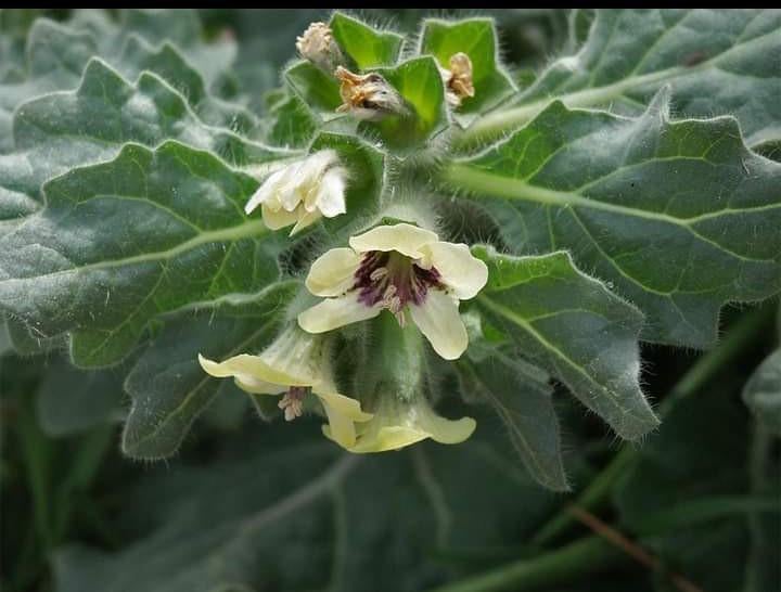 Hyoscyamus Albus - Wit Bilzekruid zaden, Ophalen of Verzenden, Voorjaar, Halfschaduw, Zaad