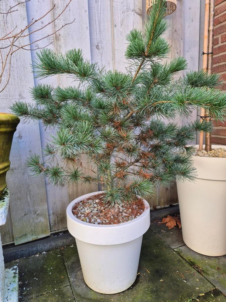 Denneboom VERKOCHT, Bloeit niet, 100 tot 250 cm, Volle zon, In pot