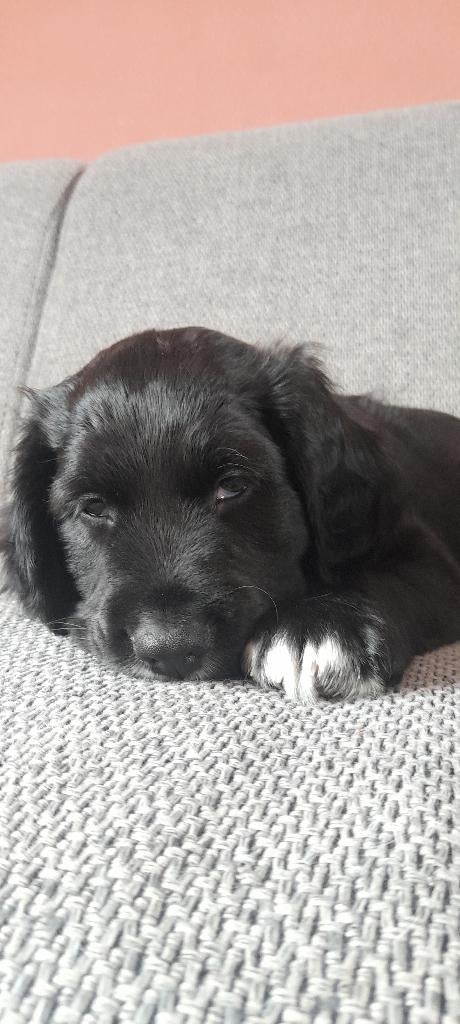 Puppies kruising Engelse cocker spaniel- friese stabij, 8 tot 15 weken, Parvo, Meerdere, Meerdere dieren