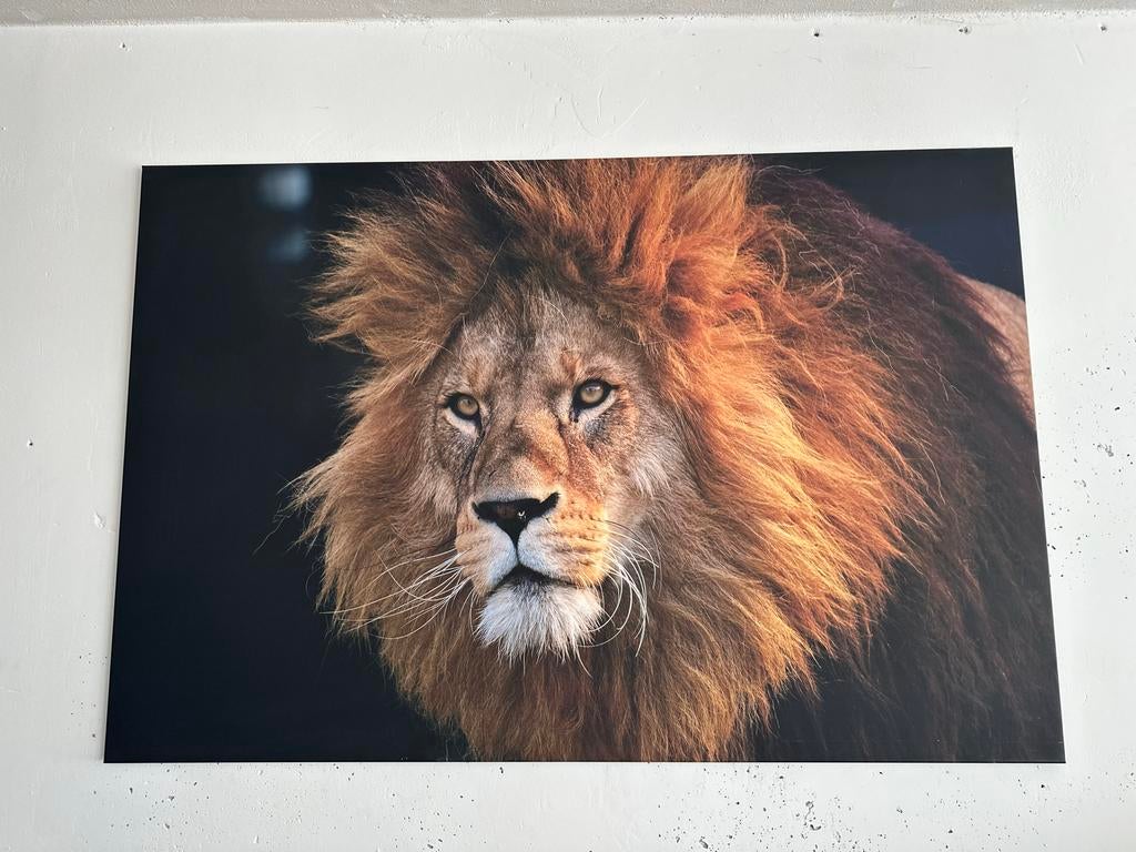 Groot canvas schilderij met leeuw (150x100 cm), Ophalen, Gebruikt, Print, 100 tot 125 cm