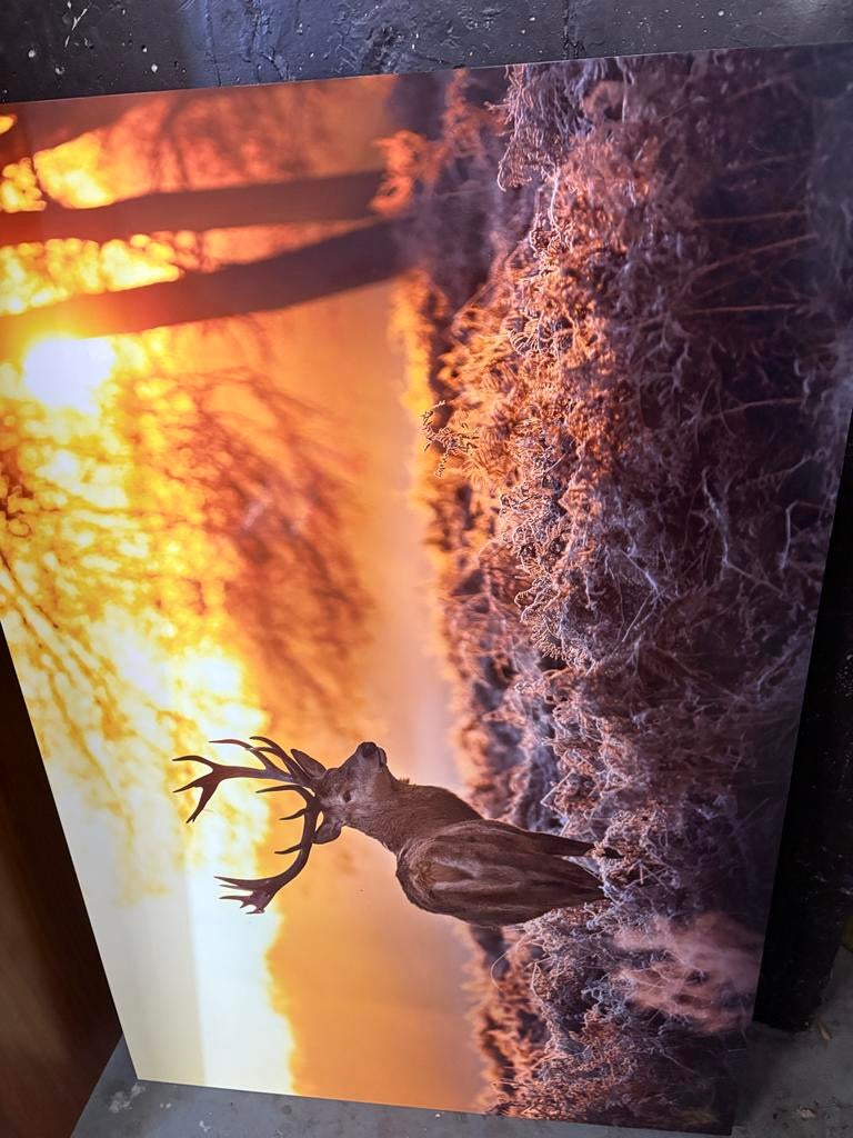 Schilderij Edelhert Zonsondergang - Prachtige Natuurfoto, Ophalen of Verzenden, Zo goed als nieuw, Schilderij, 75 cm of meer