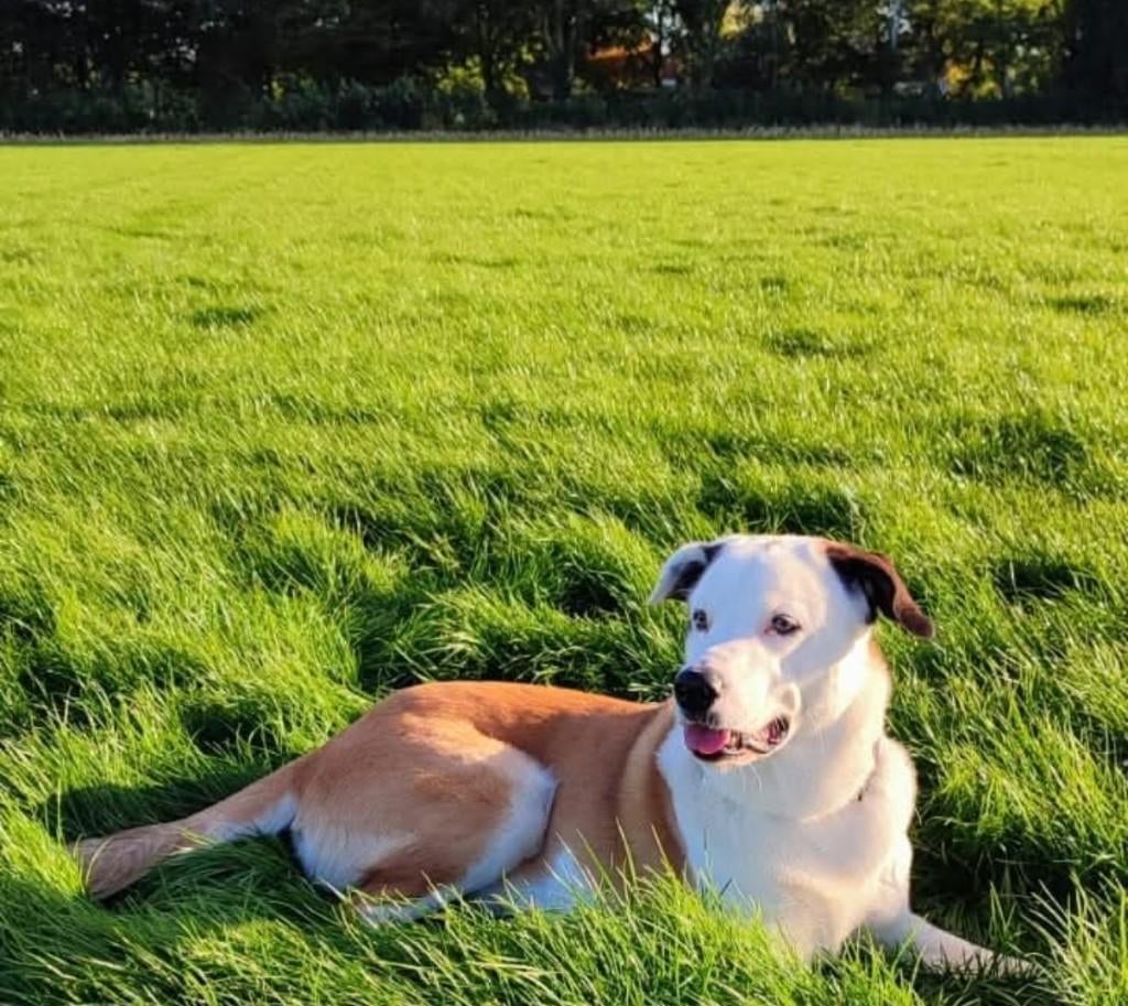 Lieve grote hond, Parvo, Eén hond, 3 tot 5 jaar, Nederland