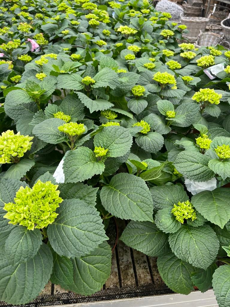 Hortensia hydrangea macrophylla wit €14,95, Tuin en Terras, Planten | Tuinplanten, Overige soorten, Volle zon, Vaste plant, Ophalen of Verzenden