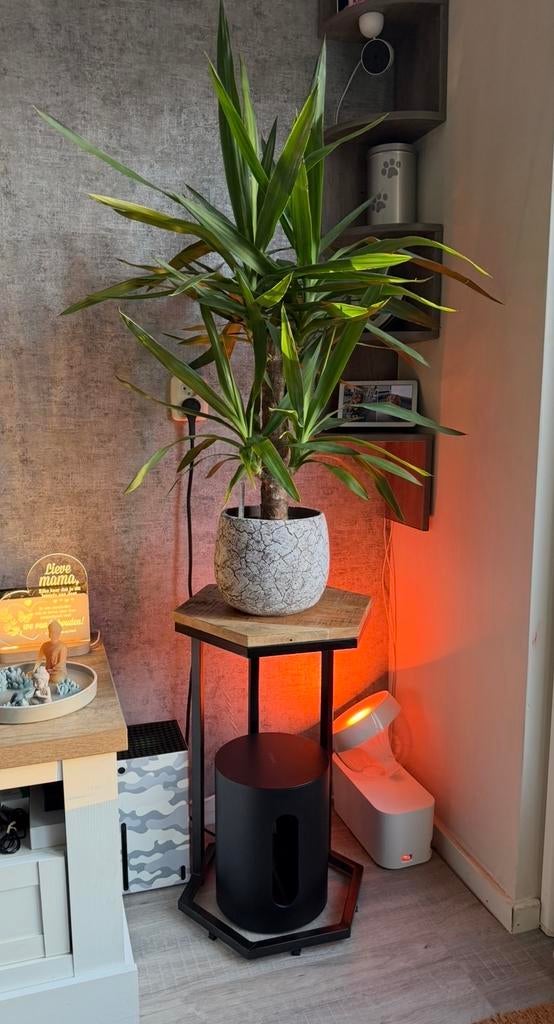 Yucca elephantipes, Vaste plant, Bloeit niet, Halfschaduw, Ophalen