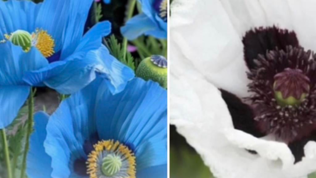 Blauwe en witte klaprozen zaden gezocht, Ophalen of Verzenden, Volle zon