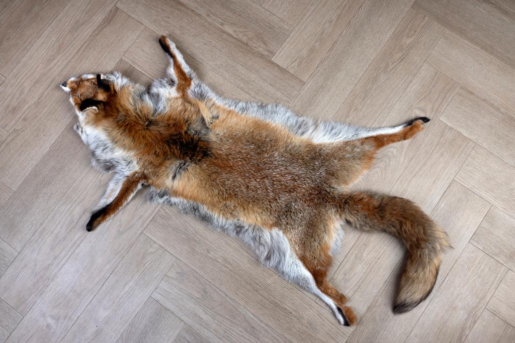 Verschillende vossen vellen, Verzamelen, Dierenverzamelingen, Ophalen, Zo goed als nieuw, Overige soorten, Opgezet dier