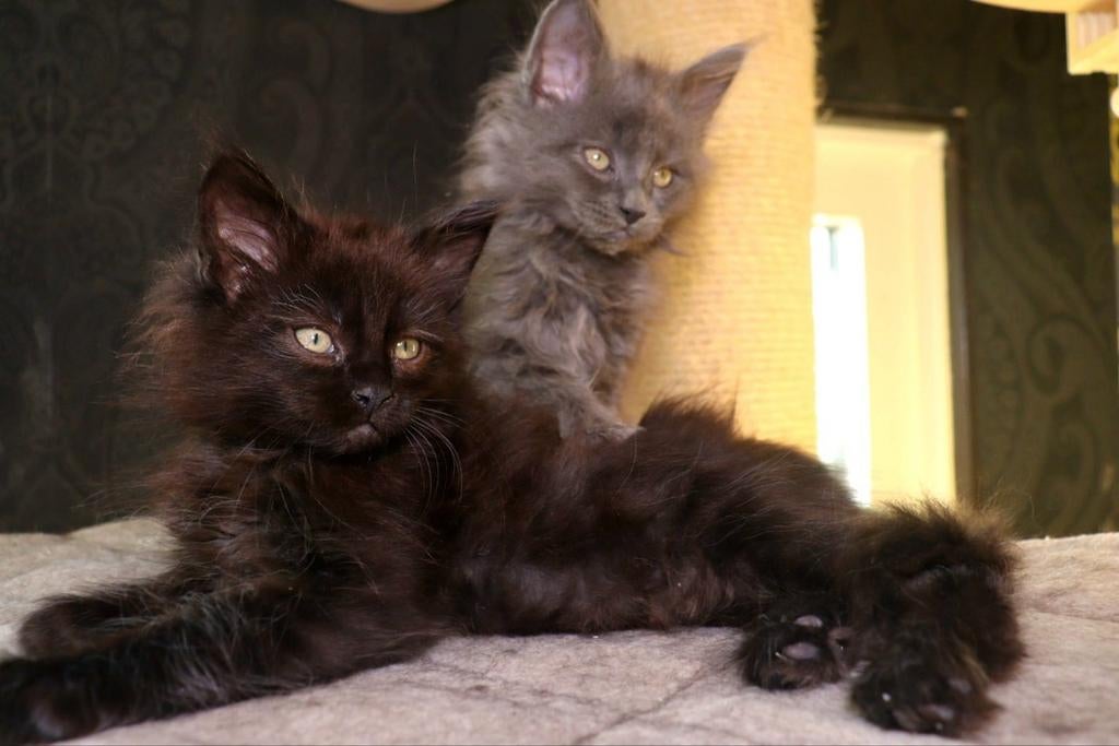 Lieve Maine Coon kittens! Mogen verhuizen!, Meerdere dieren, Ontwormd, 0 tot 2 jaar