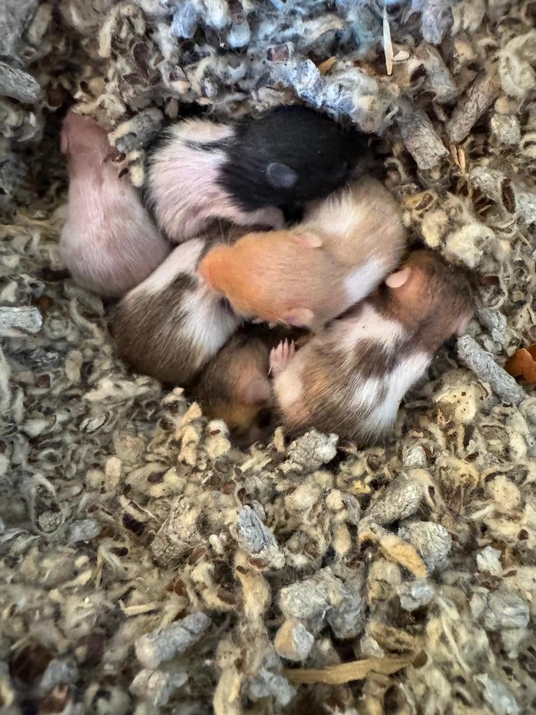 Goudhamster baby's, papa en mama aanwezig, Dieren en Toebehoren, Hamster, Maart, Meerdere dieren, Tam